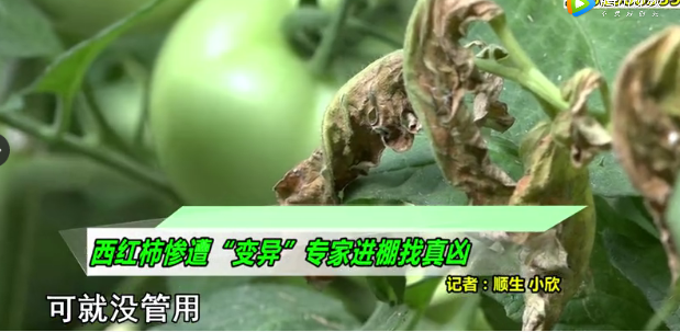 西紅柿棚用生雞糞，整株死亡！農業農村部對糞便類有機肥最新要求