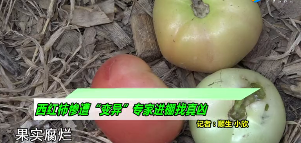 西紅柿棚用生雞糞，整株死亡！農業農村部對糞便類有機肥最新要求