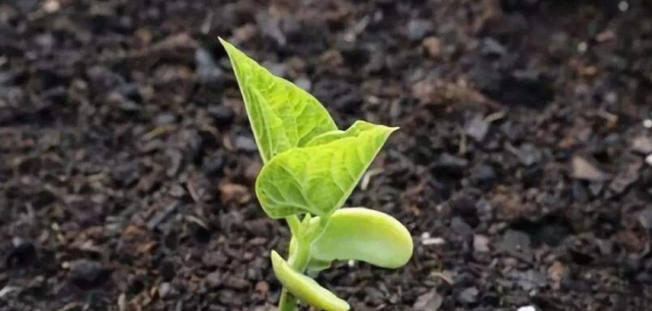生物有機肥是顆粒的好還是粉狀的好？